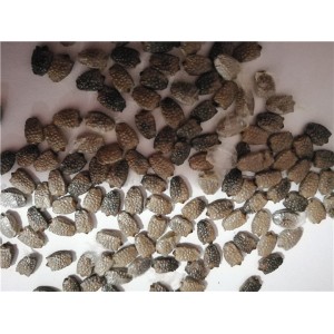 黄金百香果种子