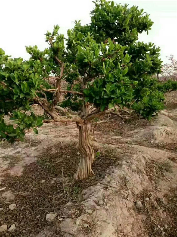 金银花树