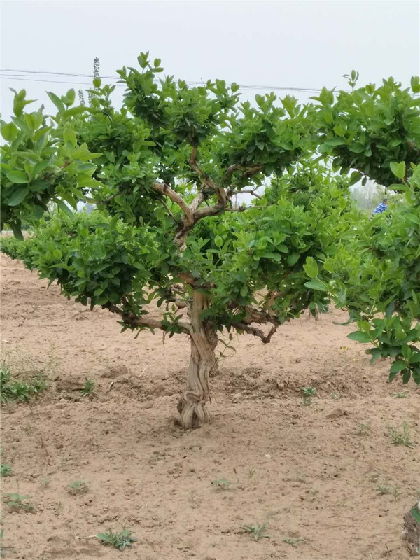 金银花树供应商