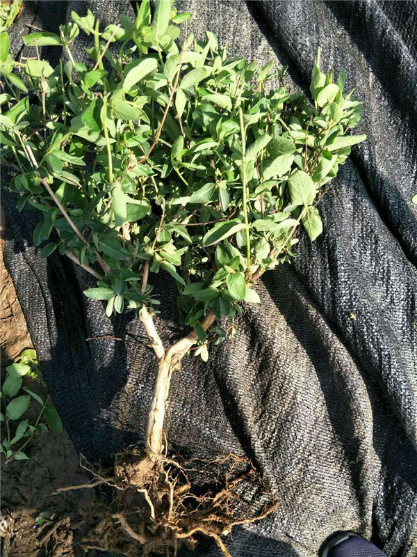 金银花树苗供应商