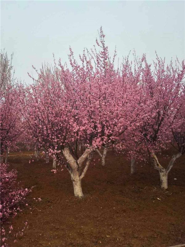 梅花树