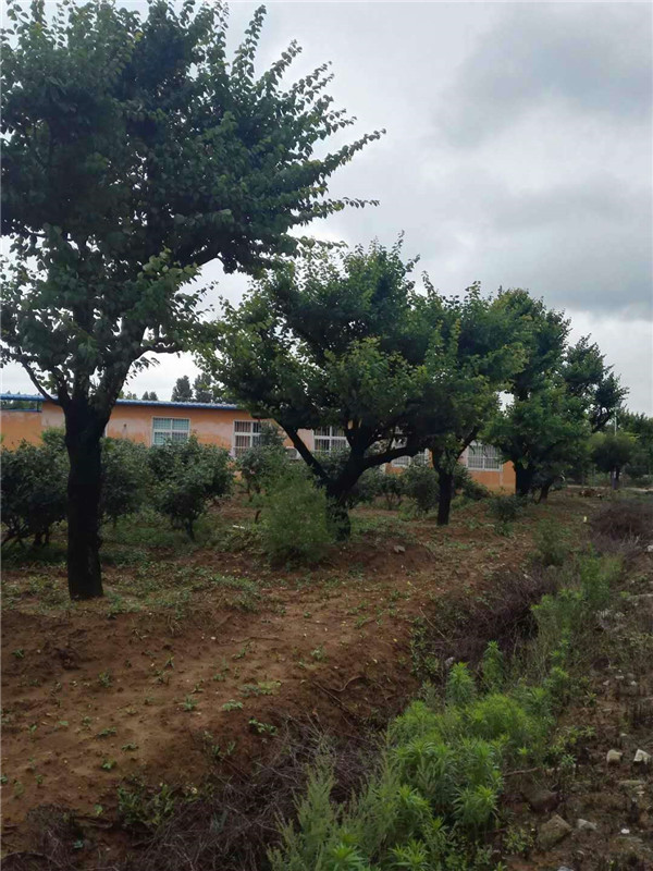 梅花树基地