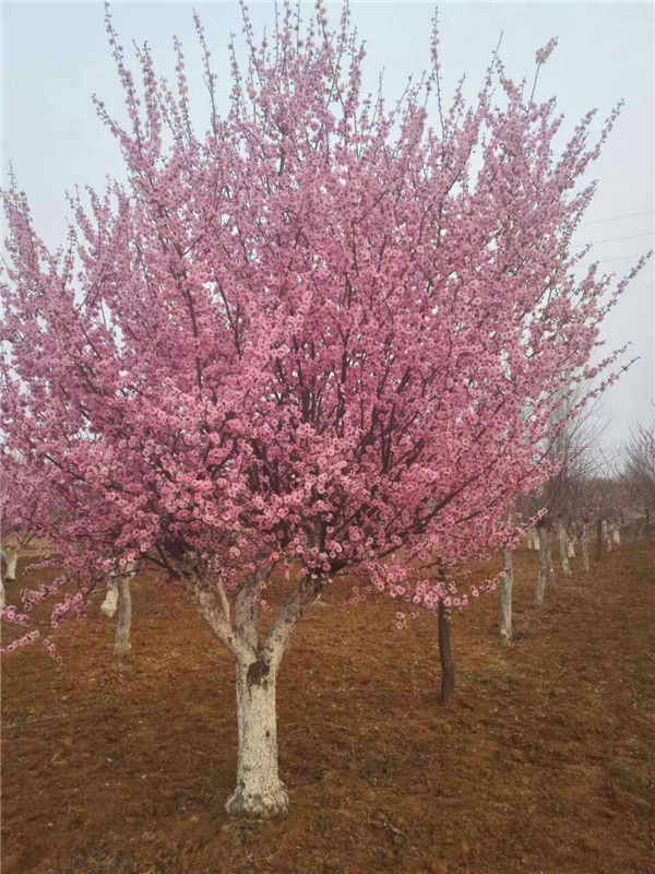 梅花树基地