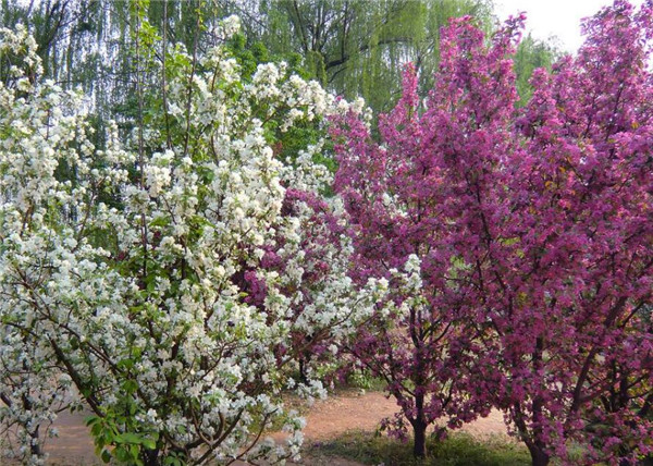 樱花