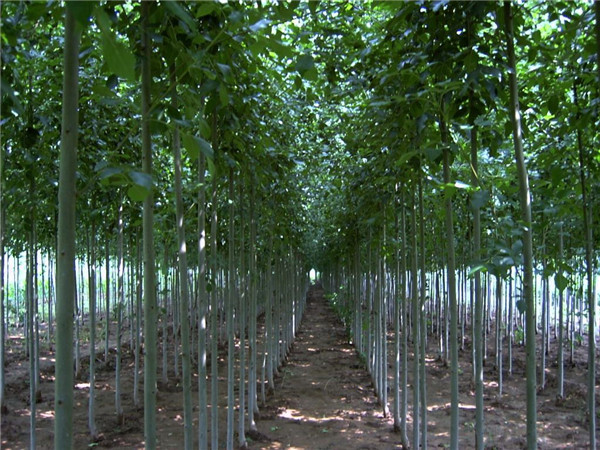 白蜡基地