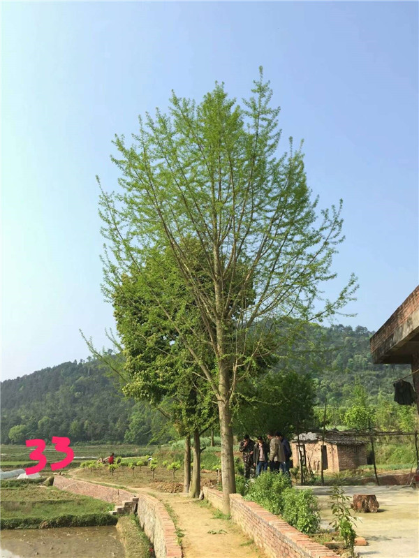 银杏