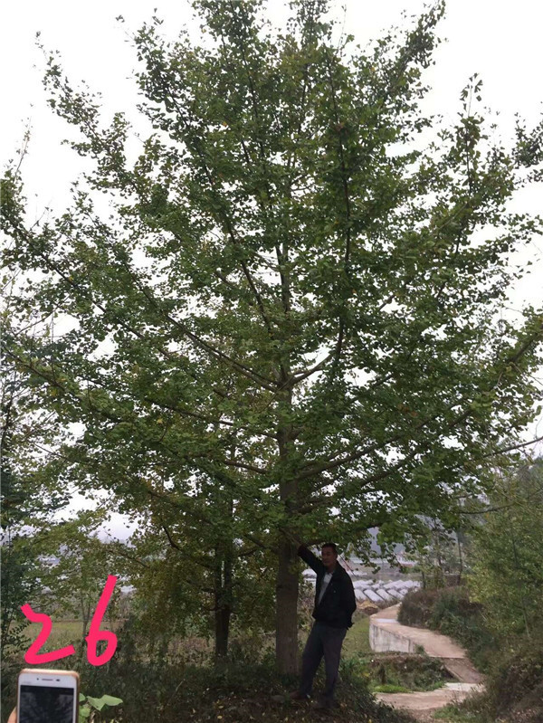 银杏基地