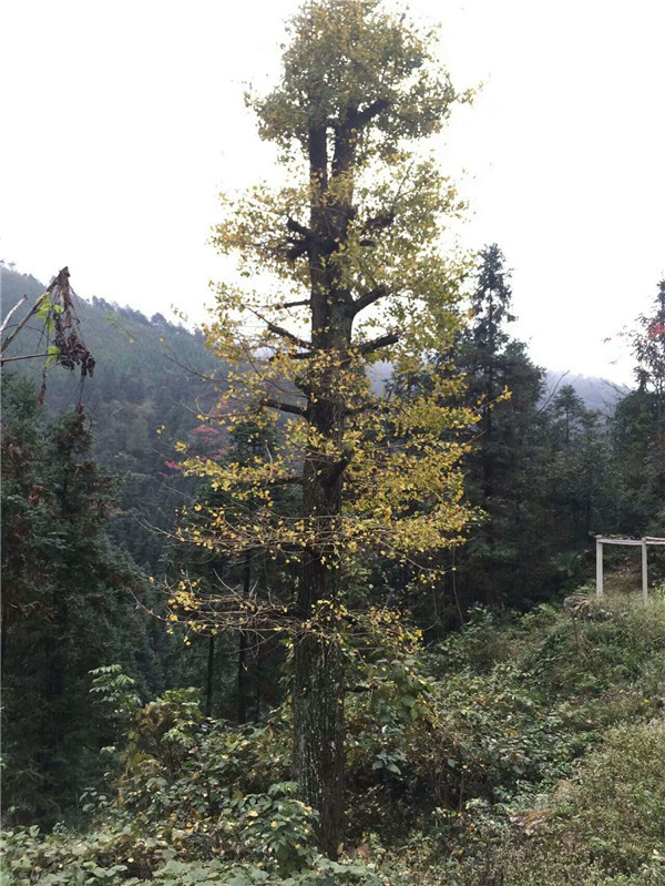 银杏价格