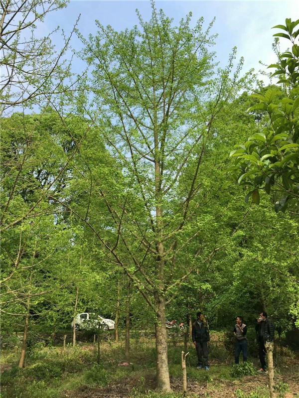 银杏树苗价格