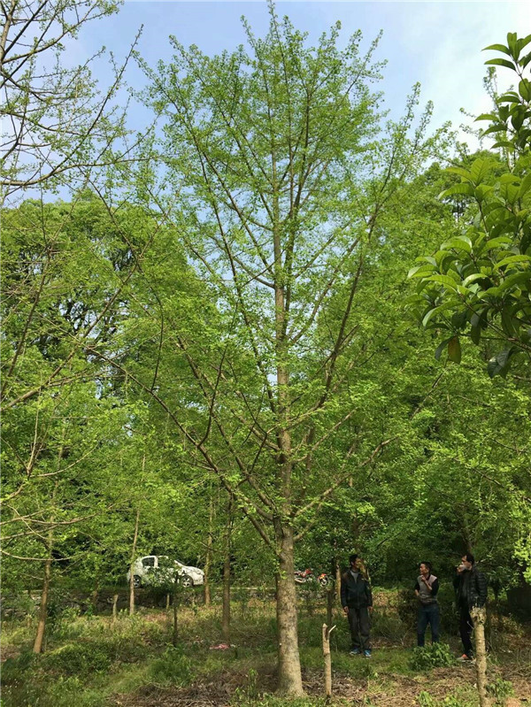 银杏树价格