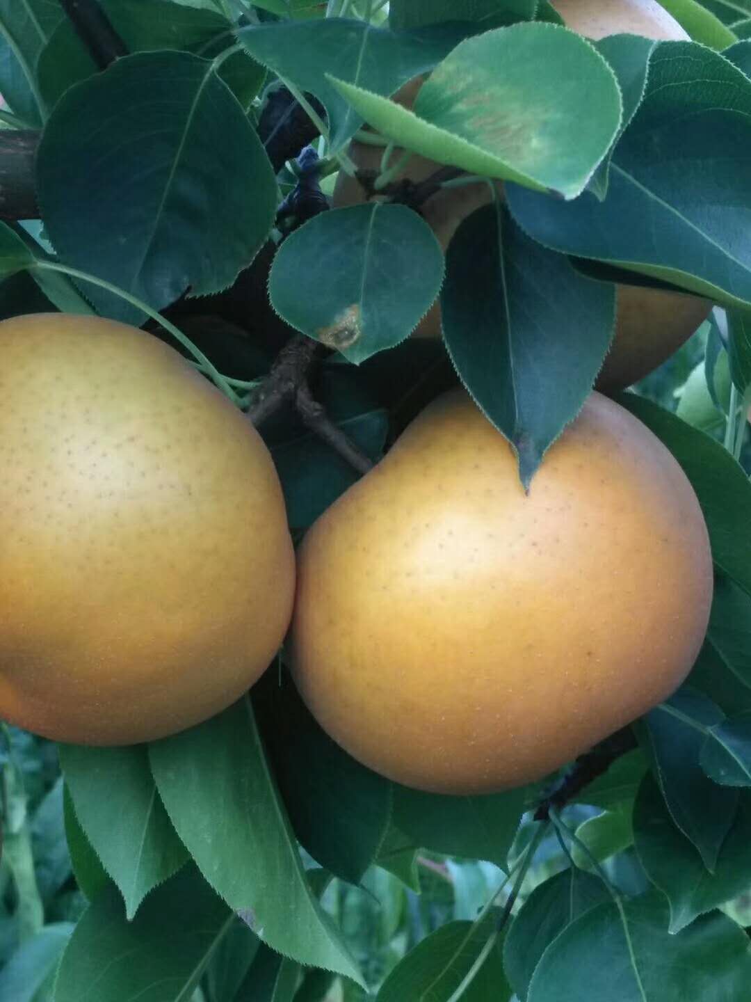 梨树苗