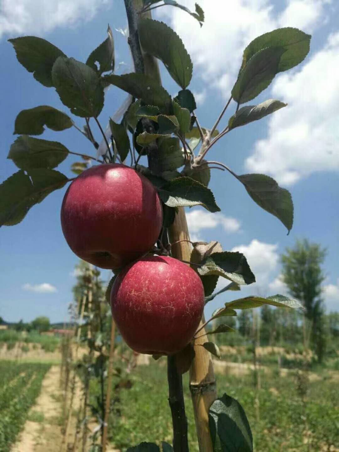 红肉苹果