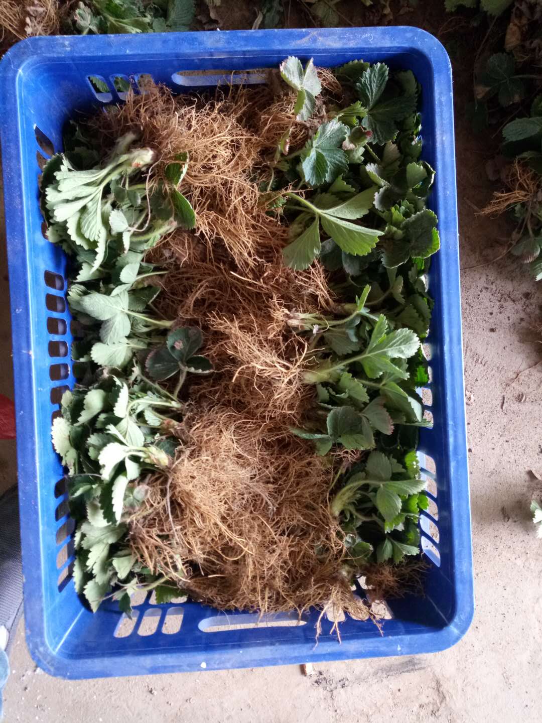 草莓种苗