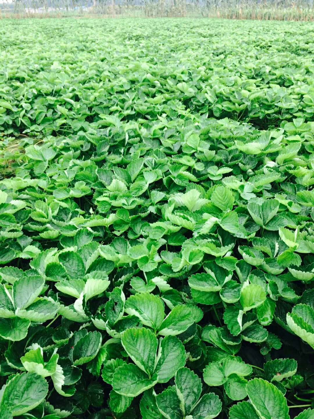 草莓种苗基地