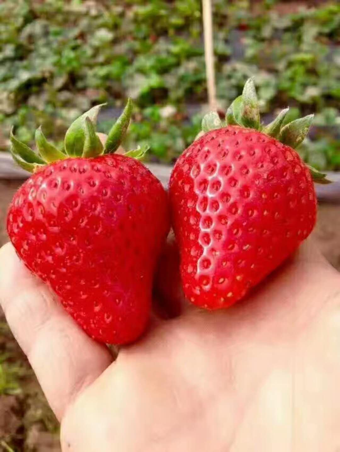 红颜草莓