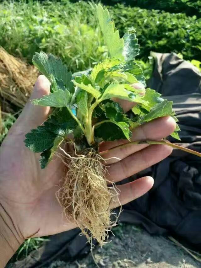 单株草莓种苗