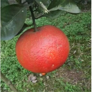 枚桂香柑