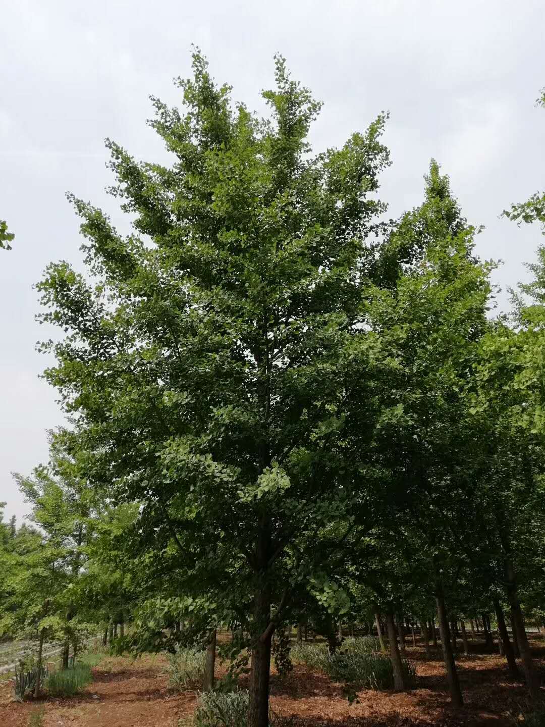 银杏