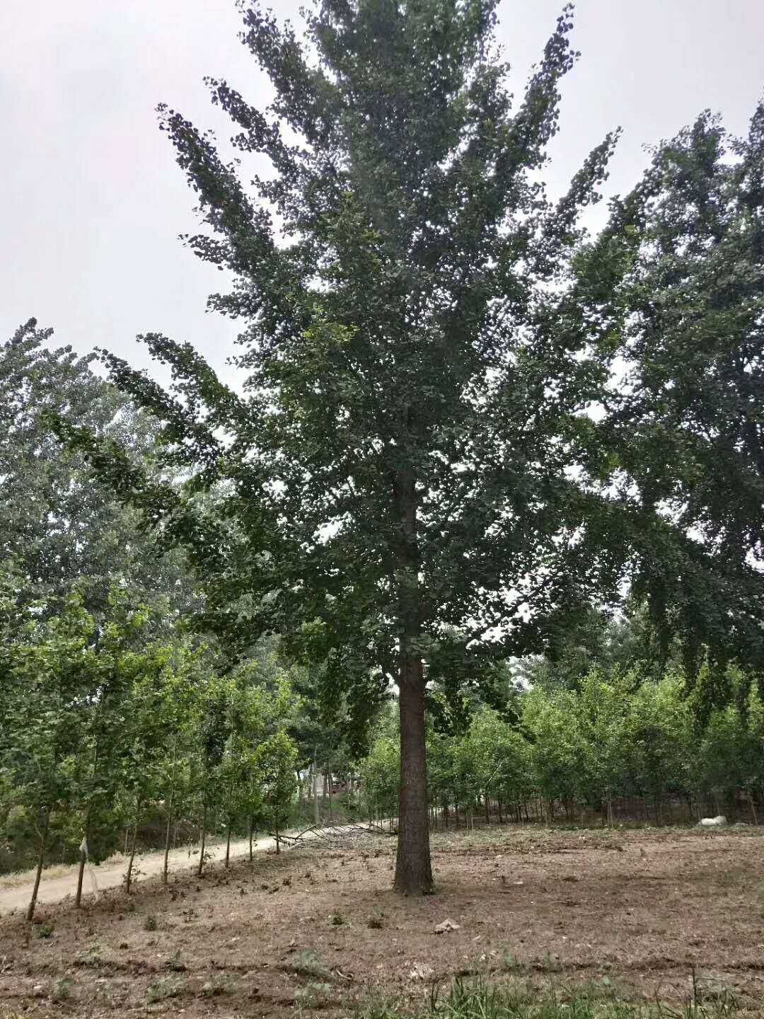 银杏