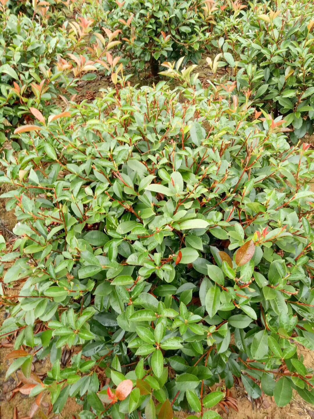 红叶石楠