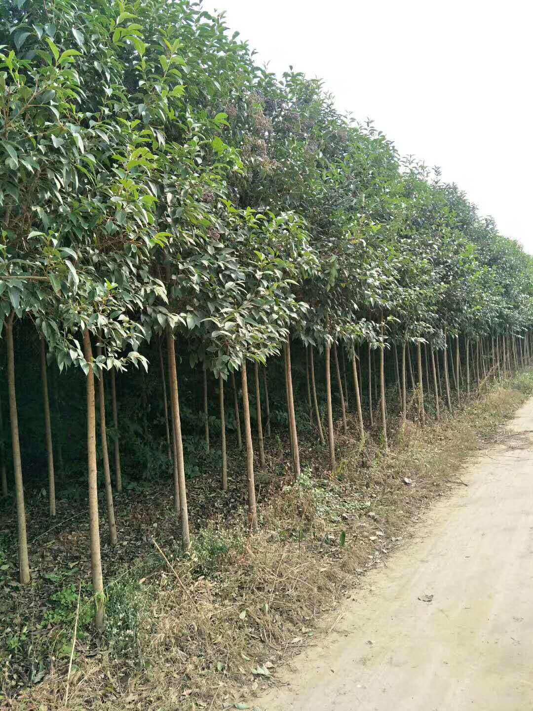 大叶女贞基地