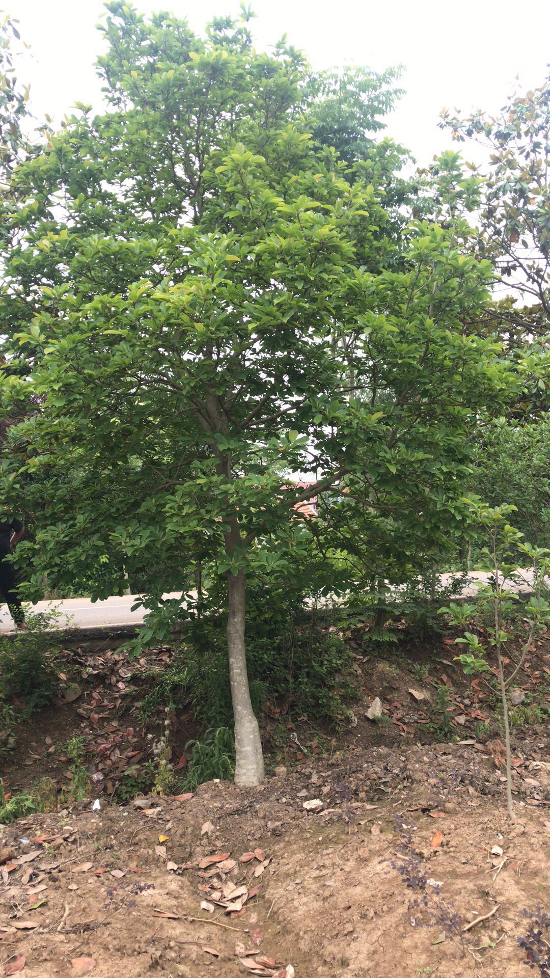玉兰基地