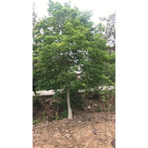玉兰基地