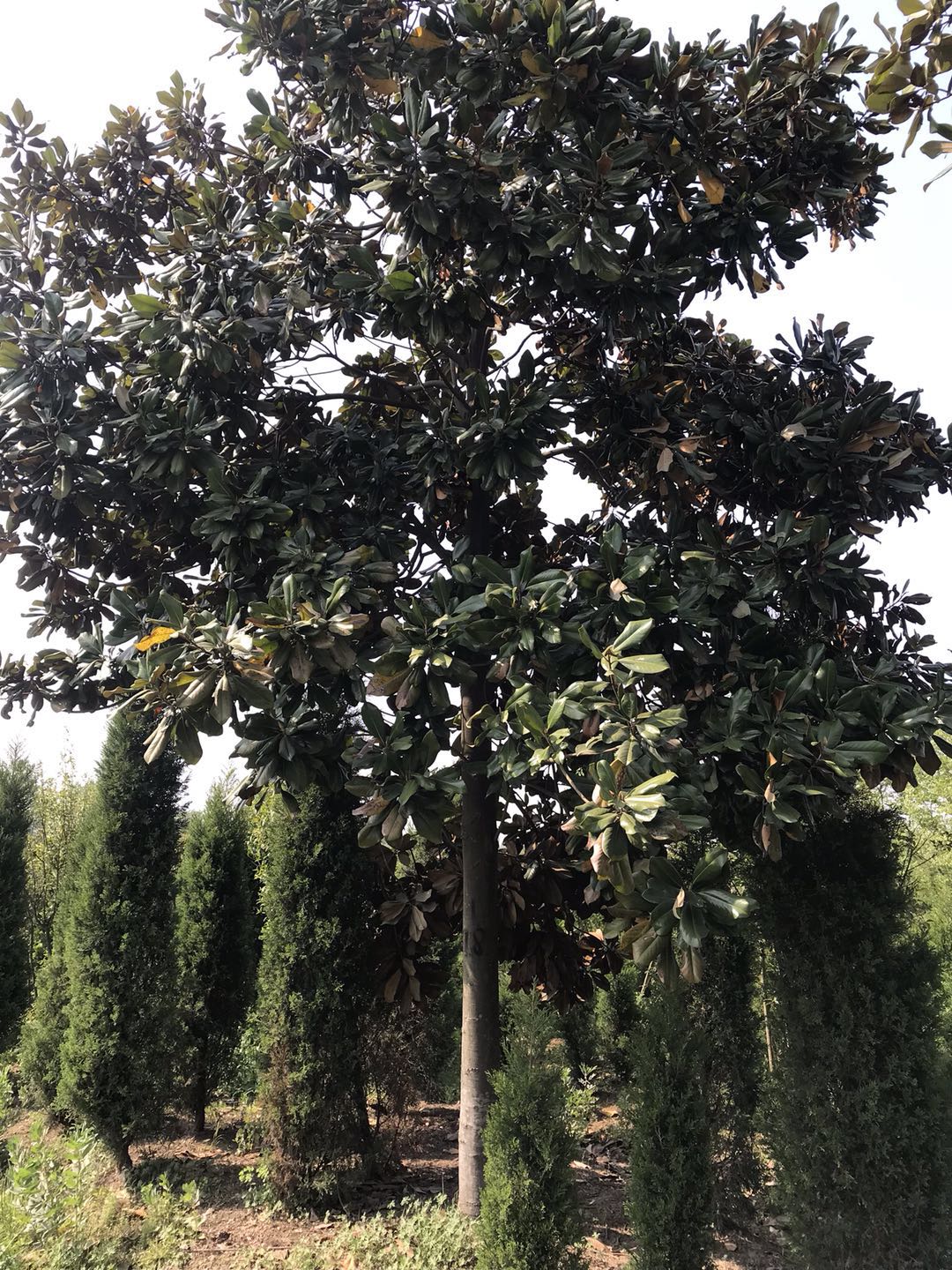 玉兰价格