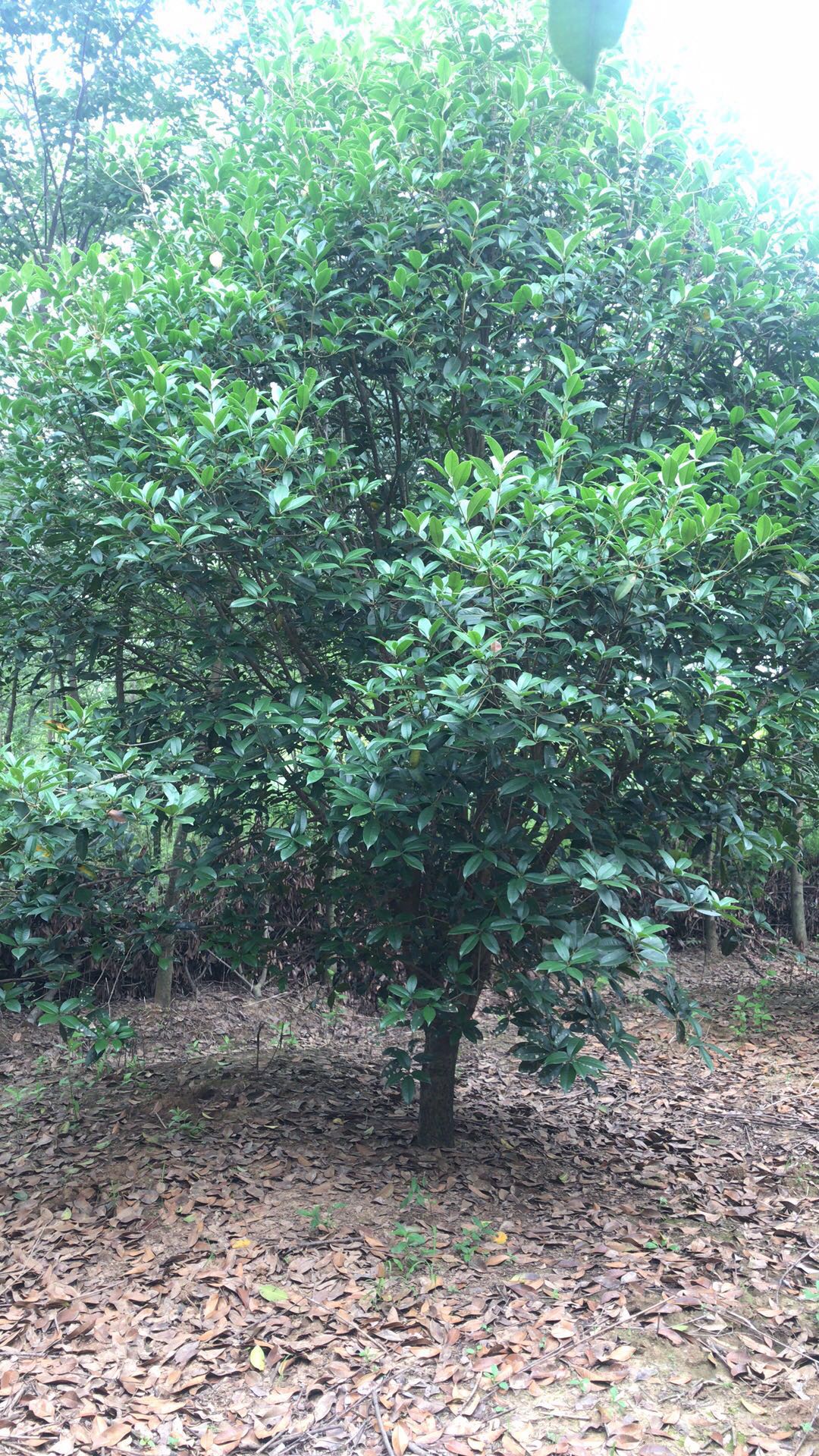 桂花基地