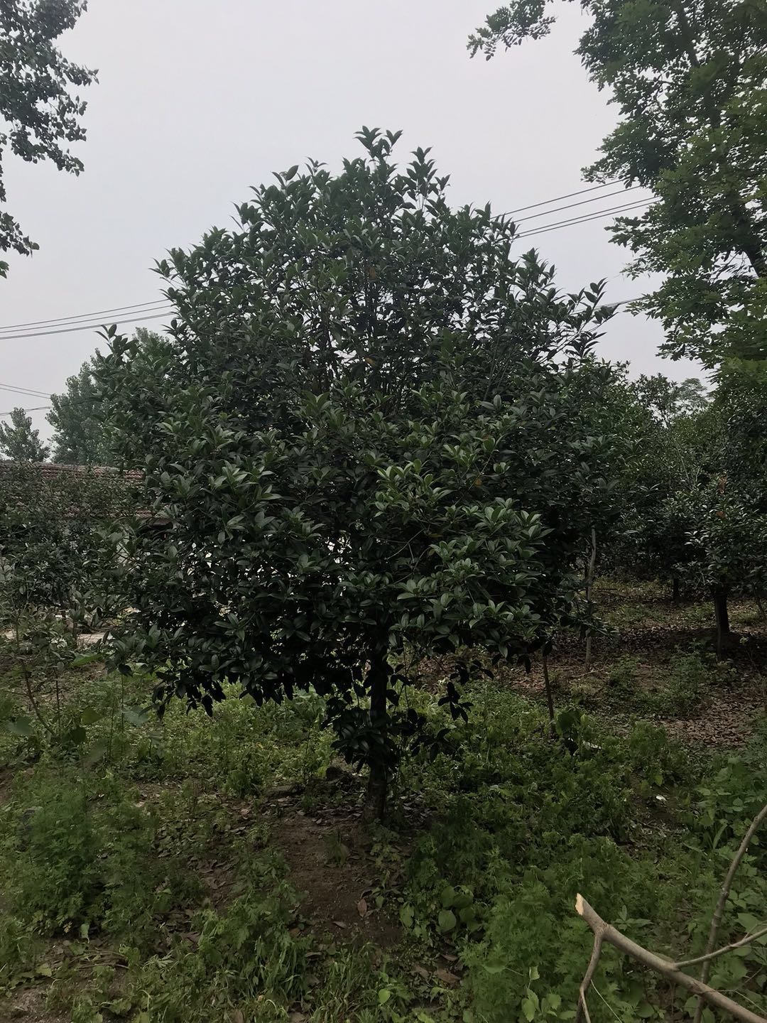 桂花价格
