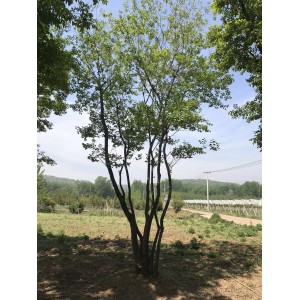 丛生朴树