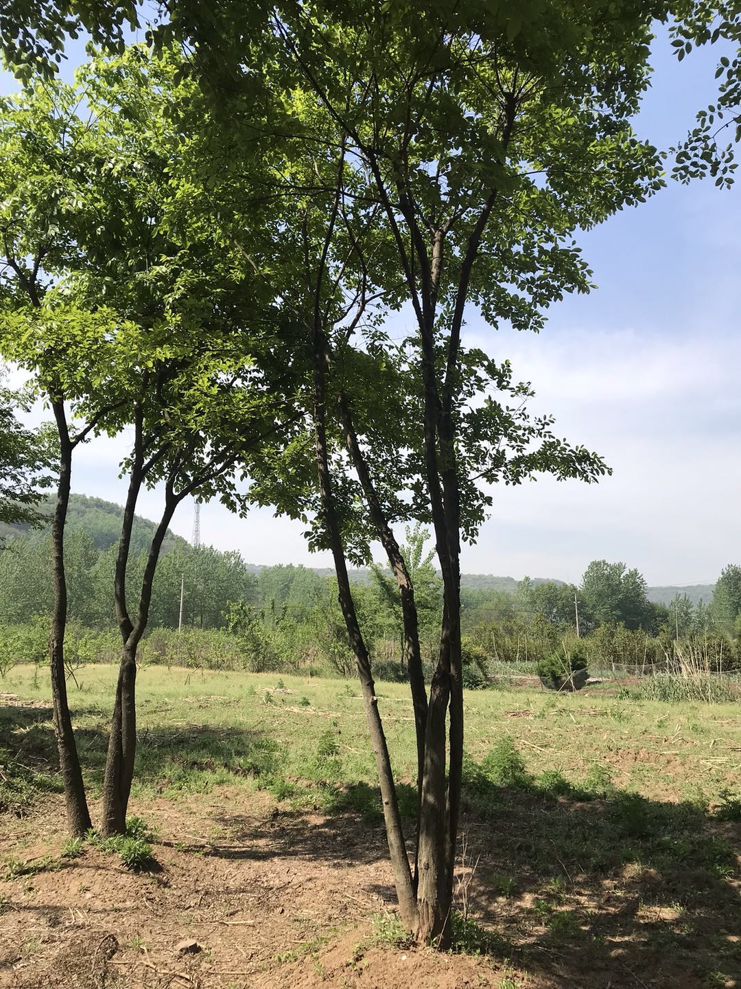 丛生朴树基地