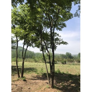 丛生朴树基地