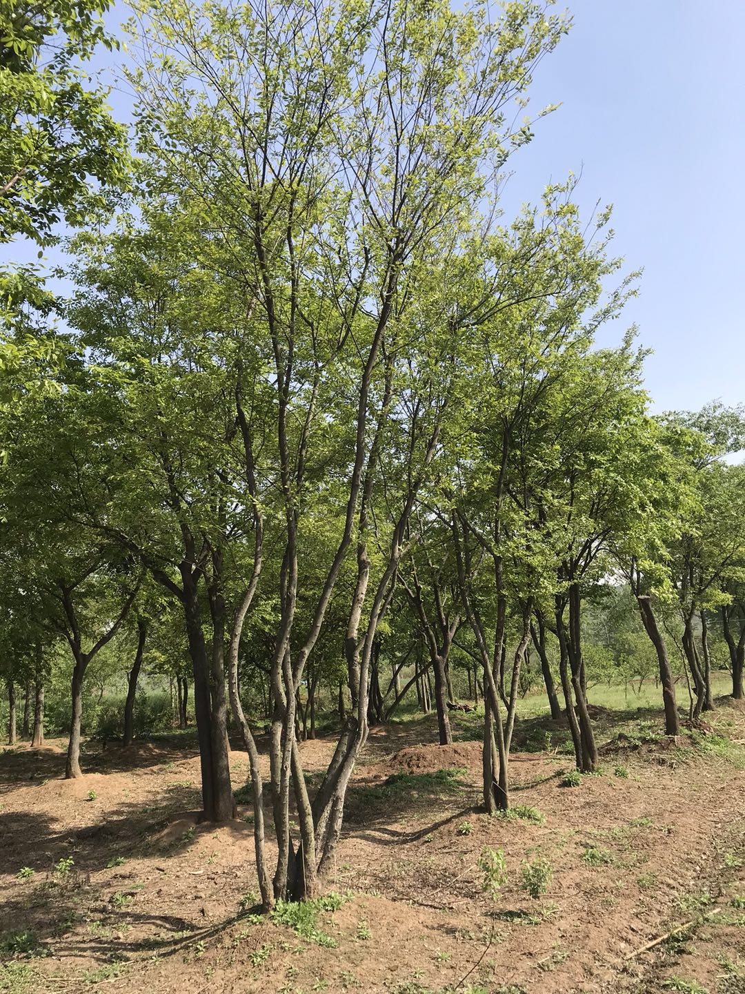 丛生朴树价格