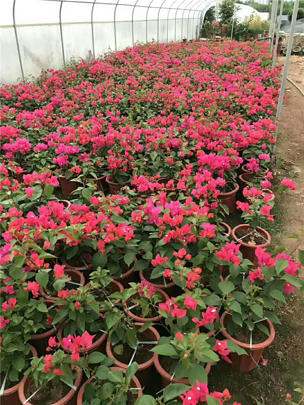 三角梅