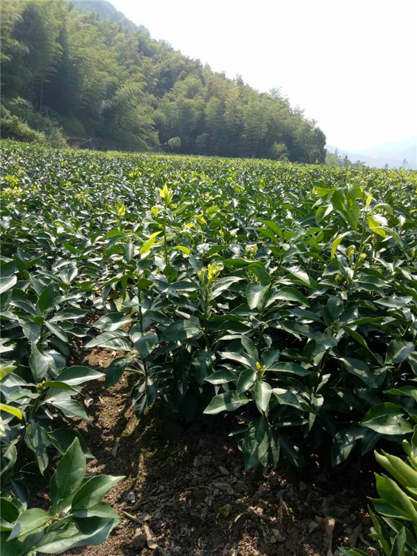 橘子苗批发
