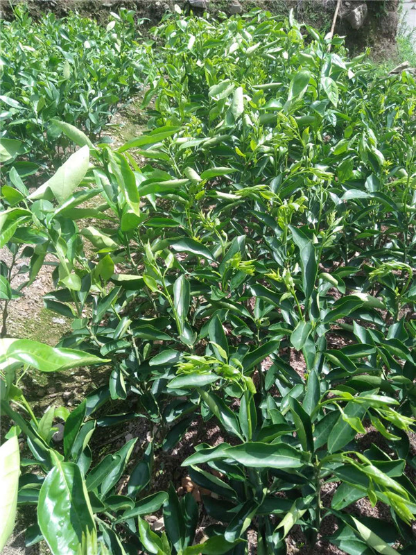 明日见（阿斯密）