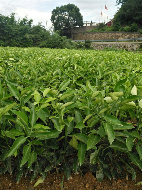 明日见（阿斯密）