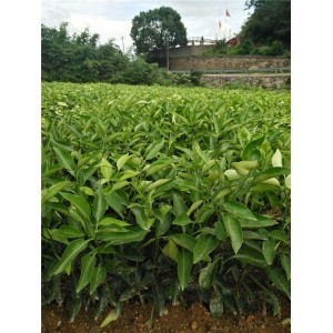 明日见（阿斯密）