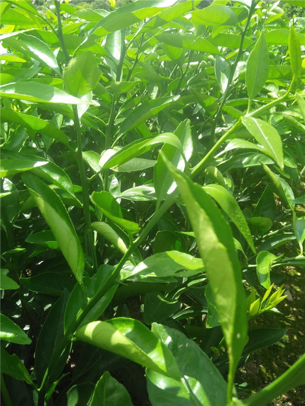 大丰