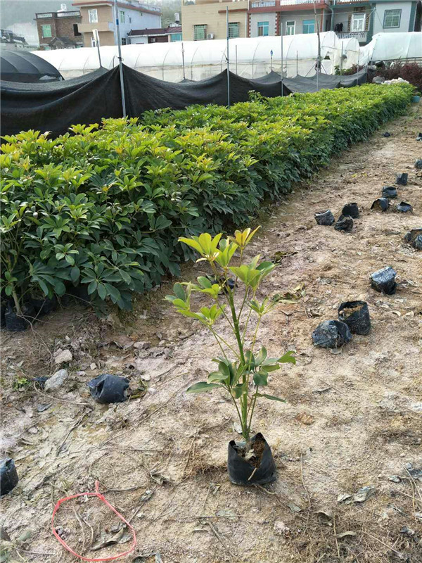 鸭脚木基地