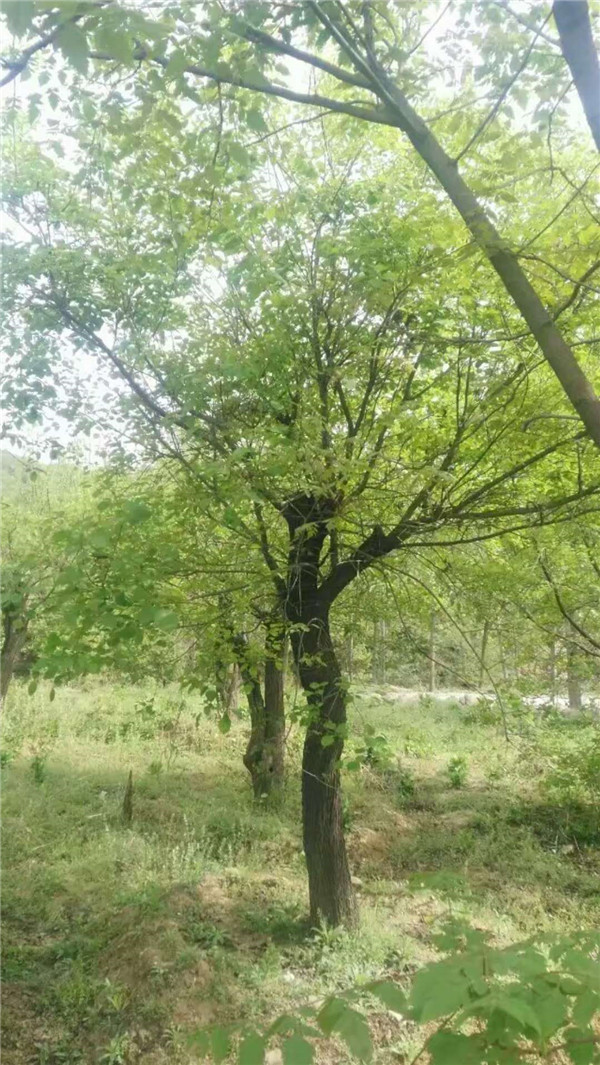 黄栌