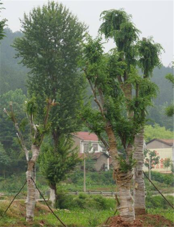 朴树