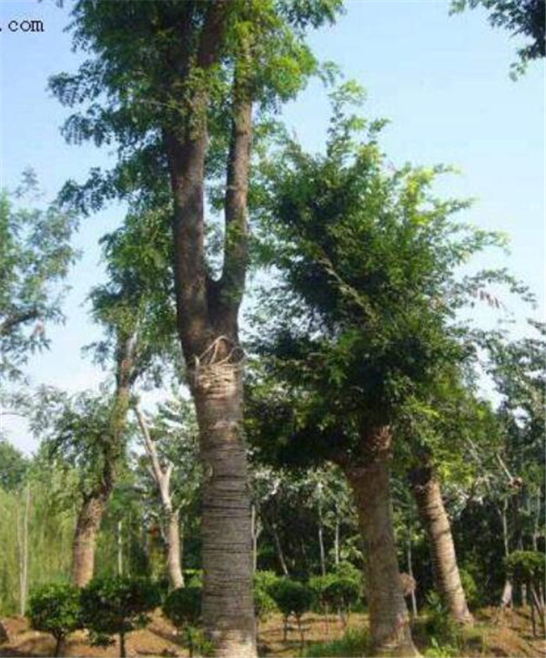 黄楝树
