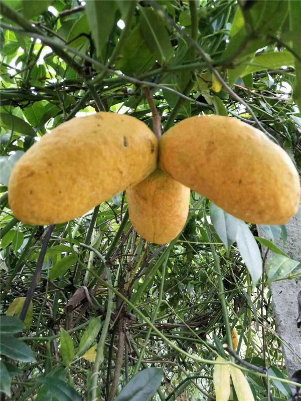 九月黄苗