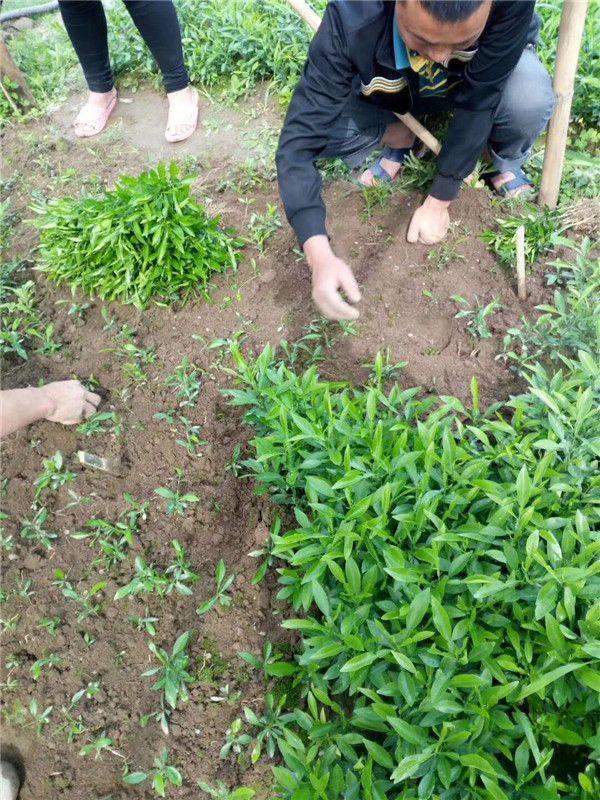 软枝香橙苗