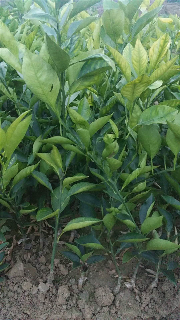 血橙8号