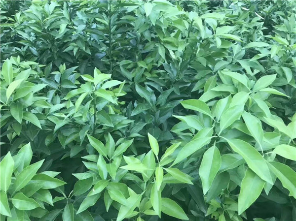爱媛38号苗