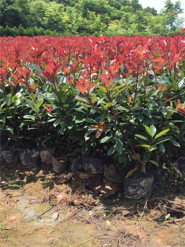 红叶石楠