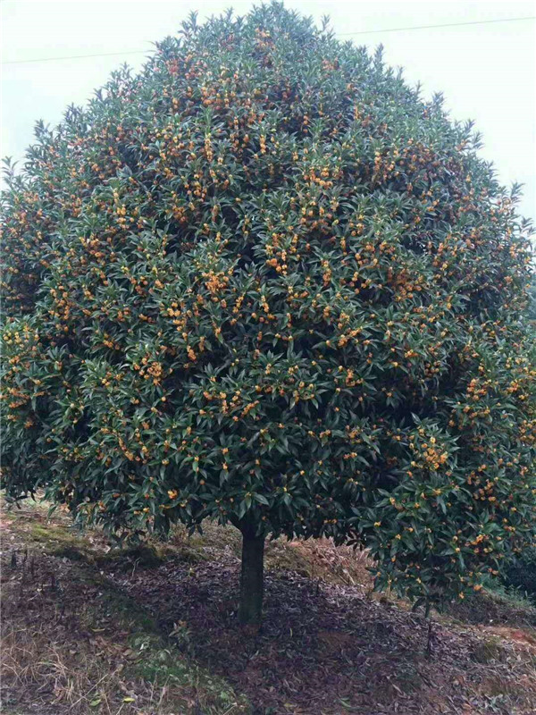 红花丹桂